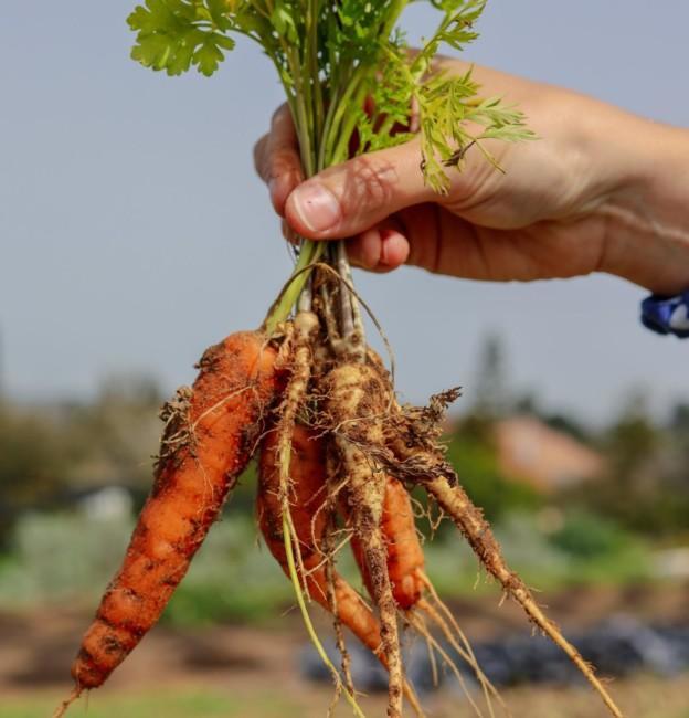 Kuvassa ihmisen käsi pitelee multaista porkkananippua aurinkoisena kesäpäivänä.